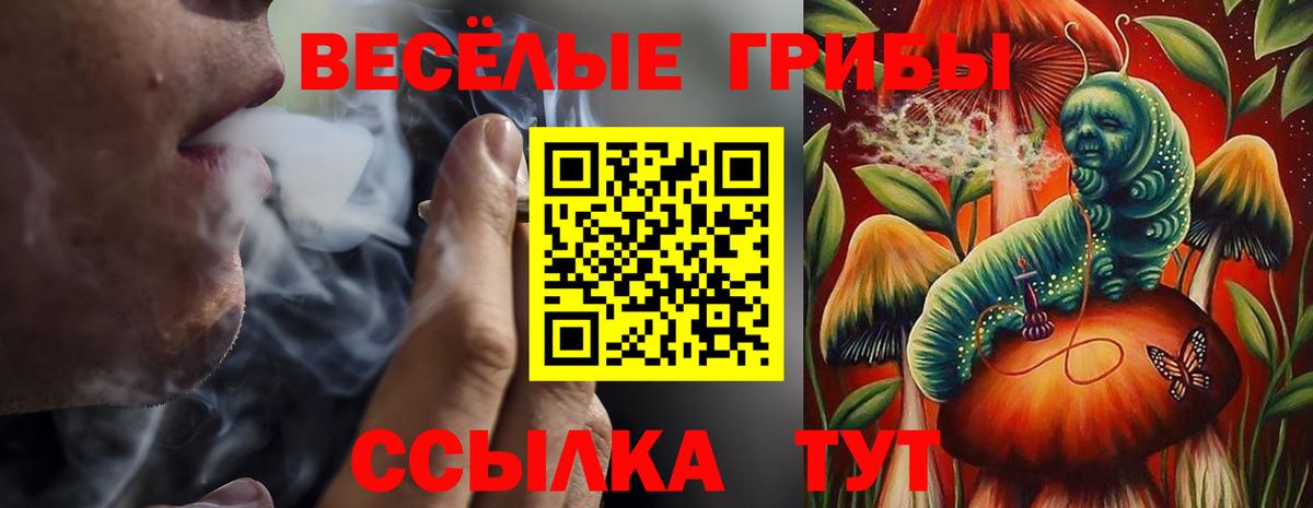 Псилоцибиновые грибы Psilocybe Гусиноозёрск